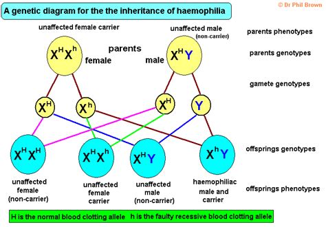 Sex Linked Genetic Disorder Of Haemophilia Hemophilia Punnett Square Diagrams Explained Doc