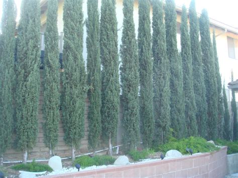 How To Trim Italian Cypress Trees Trimming Natural Neighbor