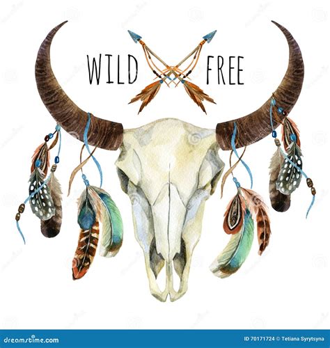 Cow Skull Animal Skull With Feathers Stock Illustration Image 70171724