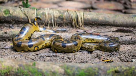 10 Big Facts About Anacondas Mental Floss