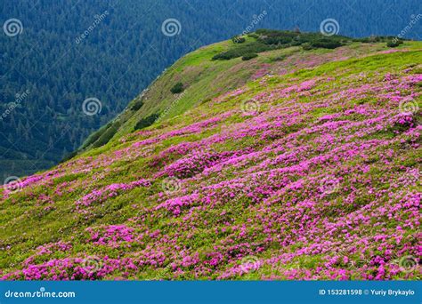 Pink Rose Rhododendron Flowers On Summer Mountain Slope Stock Photo