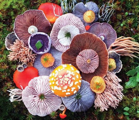 A Colorful Variety Of Fungi X Post Roddlysatisfying Mycology