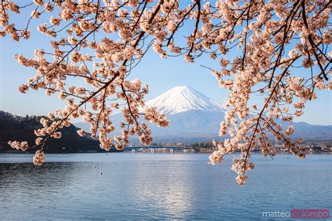 Mount Fuji And Cherry Tree In Full Bloom Fuji Five Lakes Japan