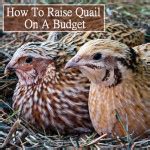 Ours is a simple diy version made from bent c&c grids, coroplast and zip ties. DIY Soda Bottle Quail Feeder