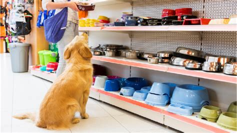 Pet Store 101 Give Love And Care To Your Pets