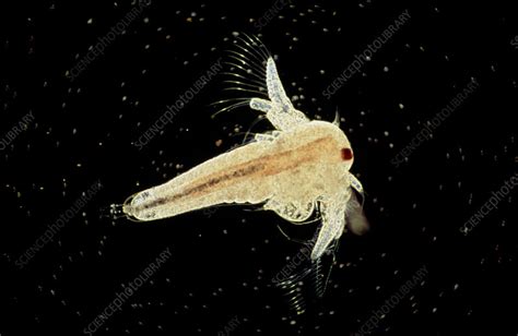 Lm Of Brine Shrimp Artemia Salina Stock Image Z2300064 Science