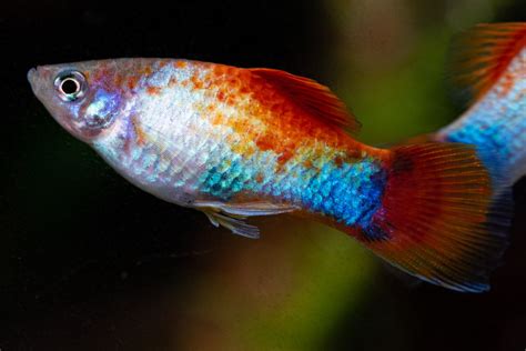 Care Guide For Platy Fish Feeding Breeding And Tank Mates