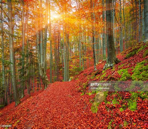 Colorful Autumn Sunrise In The Mountain Forest Stock Photo Getty Images