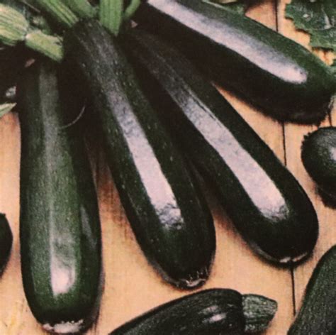 Black Beauty Zucchini Squash Seeds 20 Seeds 100 Gmo Free Etsy