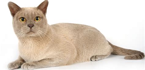 I hope burma charm blood lines will inspire future breeders to preserve the good qualities of burmese cats we have now and enhance them. Burmese: A Guide to the Playful & Athletic Cat Breed