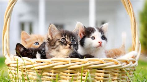 Kittens In A Basket Bing Gallery