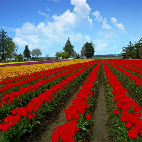 Skagit Valley Tulip Festival Mount Vernon 2022 Alles Wat U Moet