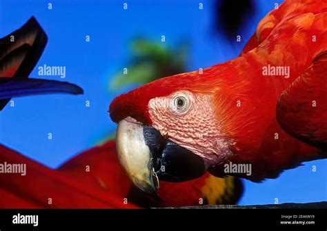 The Scarlet Macaw Ara Macao Is A Large Red Yellow And Blue Central