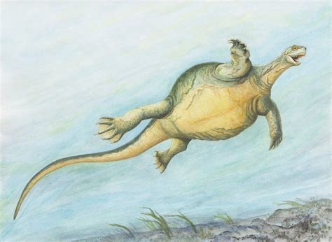 Illustration Showing What Eorhynchochelys Sinensis May Have Looked In