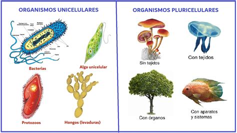 Nivel 11 Los Seres Vivos Y Su Diversidad Blog Del Ámbito Científico