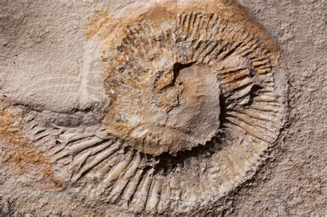 Ancient Marine Life Fossils On Pavements Add Beauty To Central China