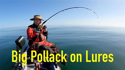 Double Figure Pollack On Lures Kayak Sea Fishing Uk Hauxley