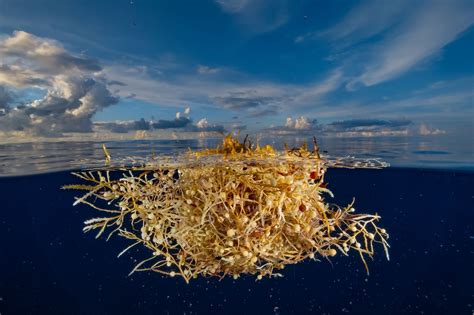 sargasso sea life depends  floating sargassum seaweed