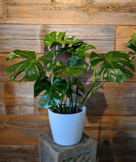 Monstera Plant Percy Waters Florist