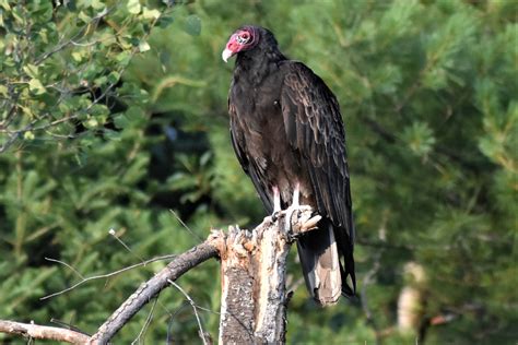 The best known is the common turkey, while the other species is the ocellated turkey. Worthy of admiration, turkey vultures have a role | News ...
