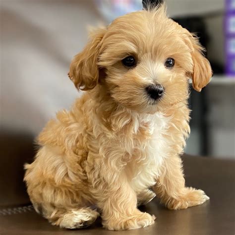 Find out more about this affectionate, intelligent doodle. MALTIPOO | MALE | ID:5538-LM - Central Park Puppies