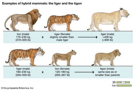 Liger Muscle Anatomy