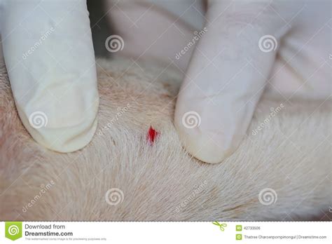 The Would After Remove Dog Tick In The Fur Stock Photo Image Of