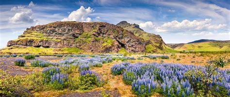 Typical Icelandic Panorama With Field Of Blooming Lupine Flowers Stock