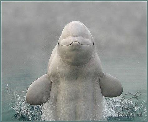 That Awkward Moment When A Beluga Whale Has Better Abs Than You Like