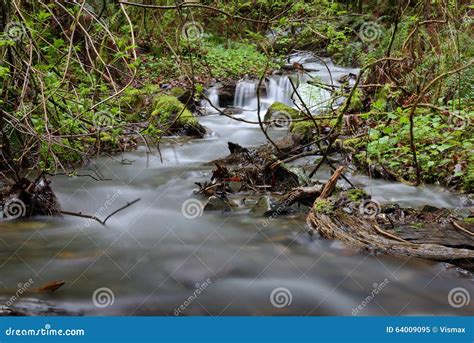 Pacific Northwest Rainforest Rushing Creek Stock Image Image Of