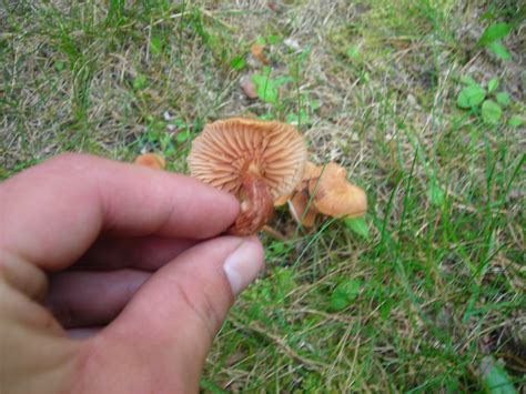 Id Request 2 Types Of Michigan Mushrooms Mushroom Hunting And