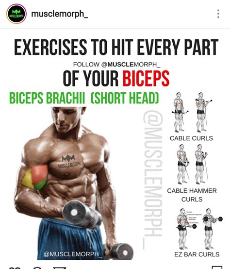 Best Exercise For Short Head Of Biceps