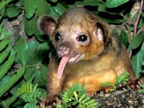 Rainforest Animals Kinkajou Rainforest Animals Animals Amazon