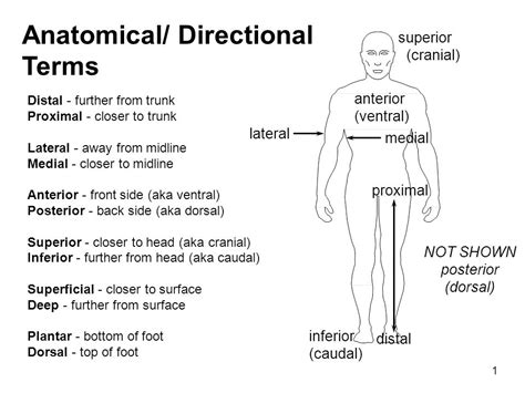 Directional Terms Anatomy Images