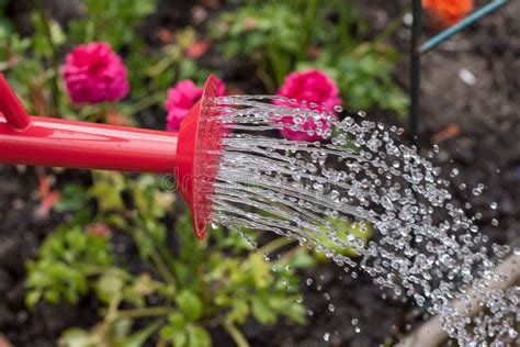 Watering Can Pouring Water On The Flowers Stock Image Image Of Nature