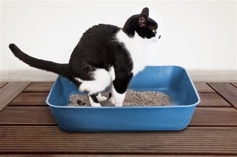 6 Reasons Your Cat Doesnt Cover Their Poop And How To Fix It Excited