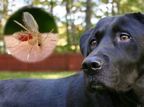 Rango Ordenador Port Til Perforaci N Picadura Mosquito Leishmania En Perros Dram Tico Rutina