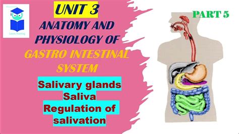 Part5 Anatomy Andphysiology Of Gastro Intestinal System Salivary Glands