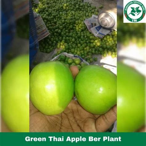 Full Sun Exposure Green Thai Apple Ber Plant For Garden At Rs 12plant In Keolari