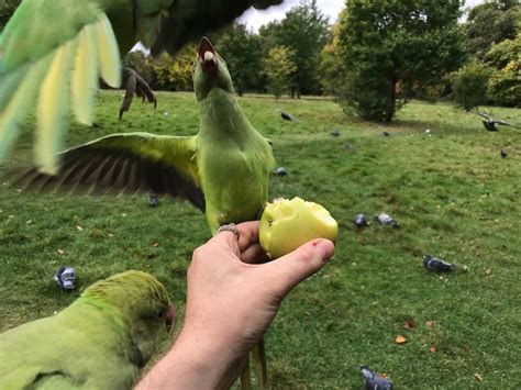 Londons Parakeets Everything You Need To Know Londonist