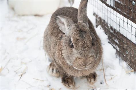 How Do Rabbits Stay Warm In Winter — Rabbit Care Tips