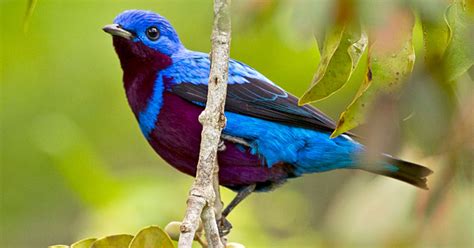 10 Of The Most Beautiful Birds In Brazils Atlantic Forest