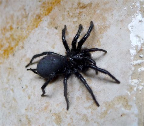 most dangerous spider