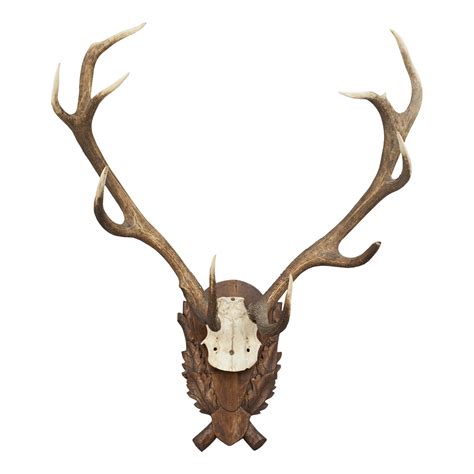 Old Mounted Caribou Antlers At 1stdibs