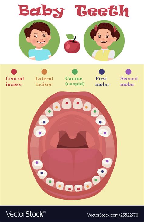 tooth arrival chart infographic temporary teeth vector image
