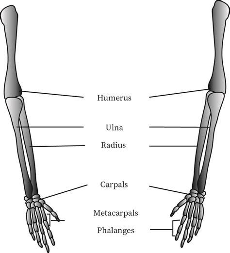 Structure And Function Of The Appendicular Skeleton Bartleby