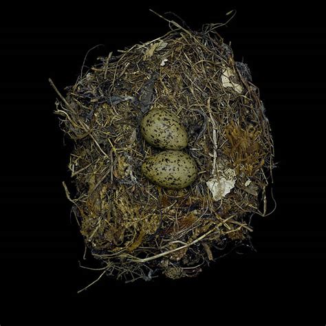 25 Stunning Photographs Of Birds Nests Twistedsifter