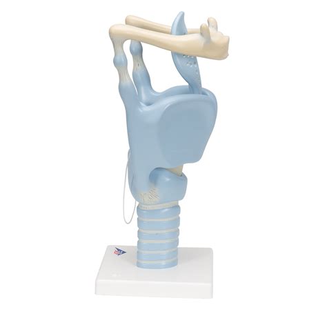 Functional Human Larynx Model Times Full Size B Smart Anatomy
