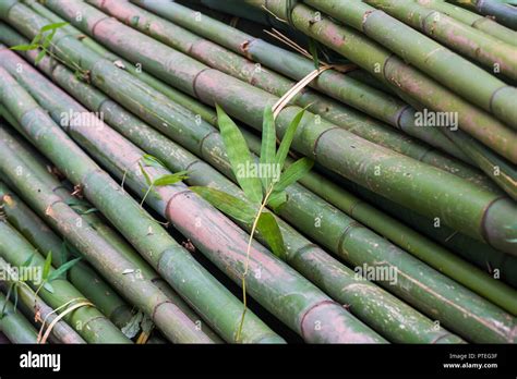 Pile Of Bamboo Trees Close Up In A Chinese Forest Stock Photo Alamy