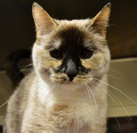 You can browse all the cats and kittens currently available for adoption below. Adopt Nilla on | Humane society, Cats, Siamese cats